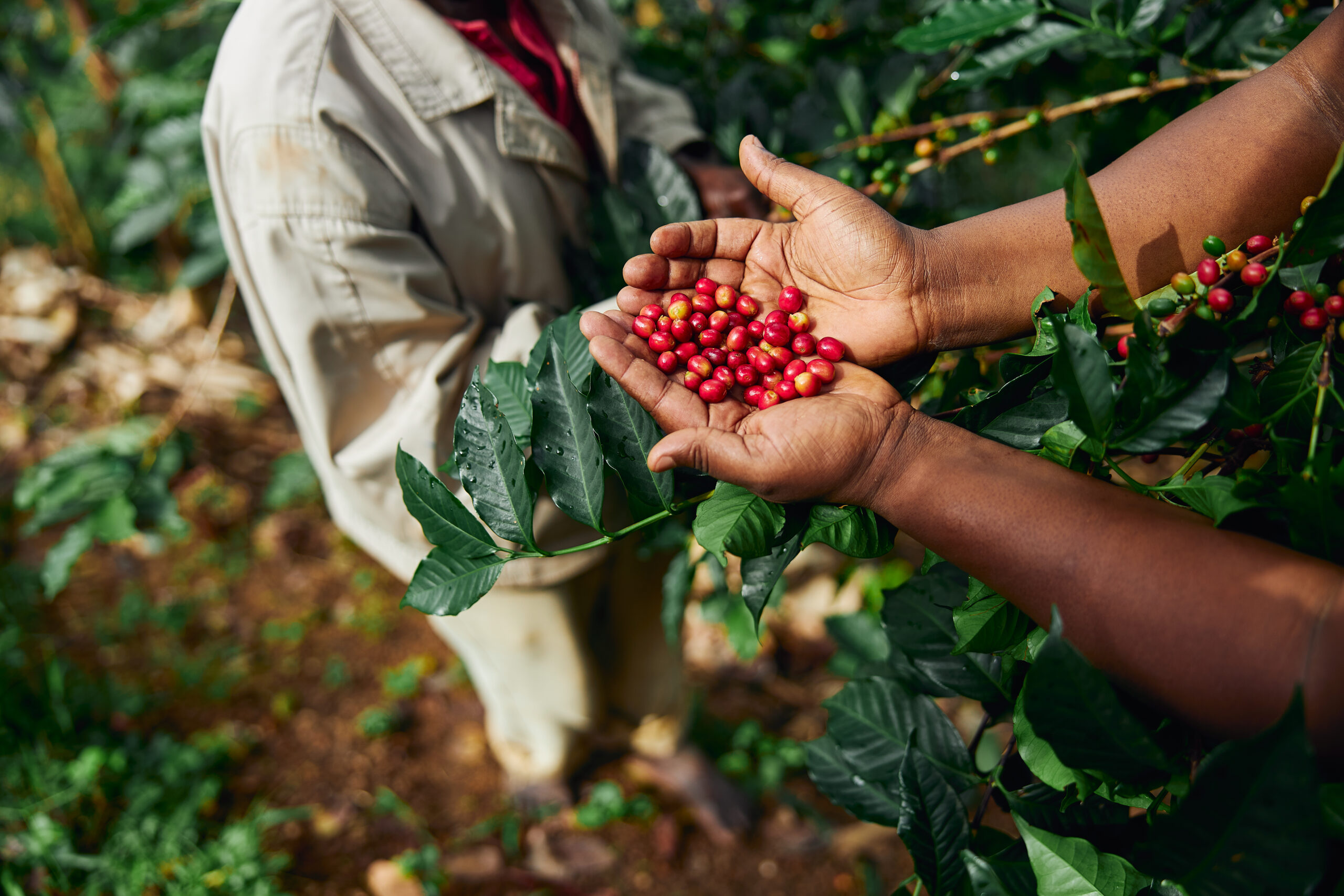 Kaffee-Tourismus in Afrika. Bild einer Plantage