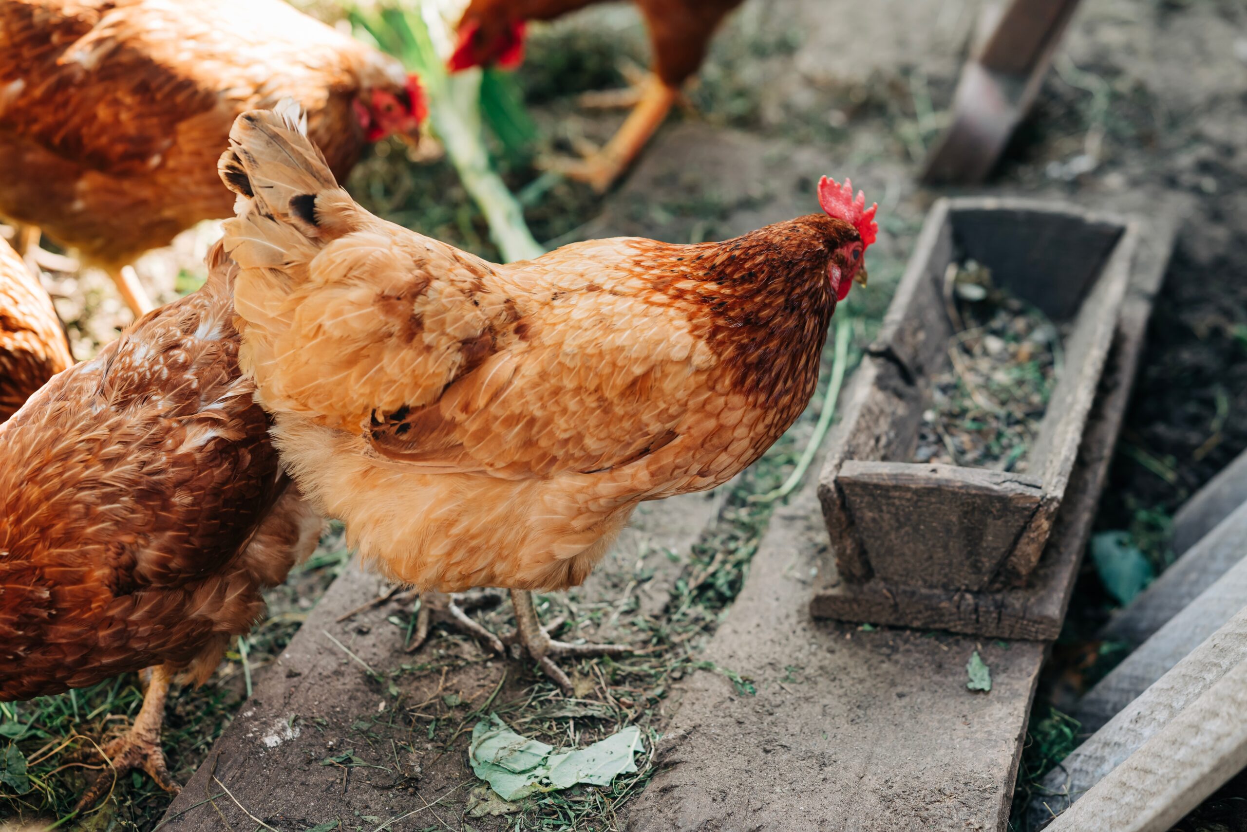 Mikrocredit Hühneraufzucht